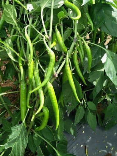 Chilli Seeds Vegetable Seeds - 50