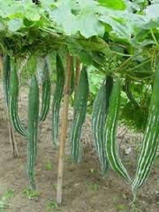     			Go Green Snake Gourd/Chachinda Desi-2 pkts Each 30 Seeds