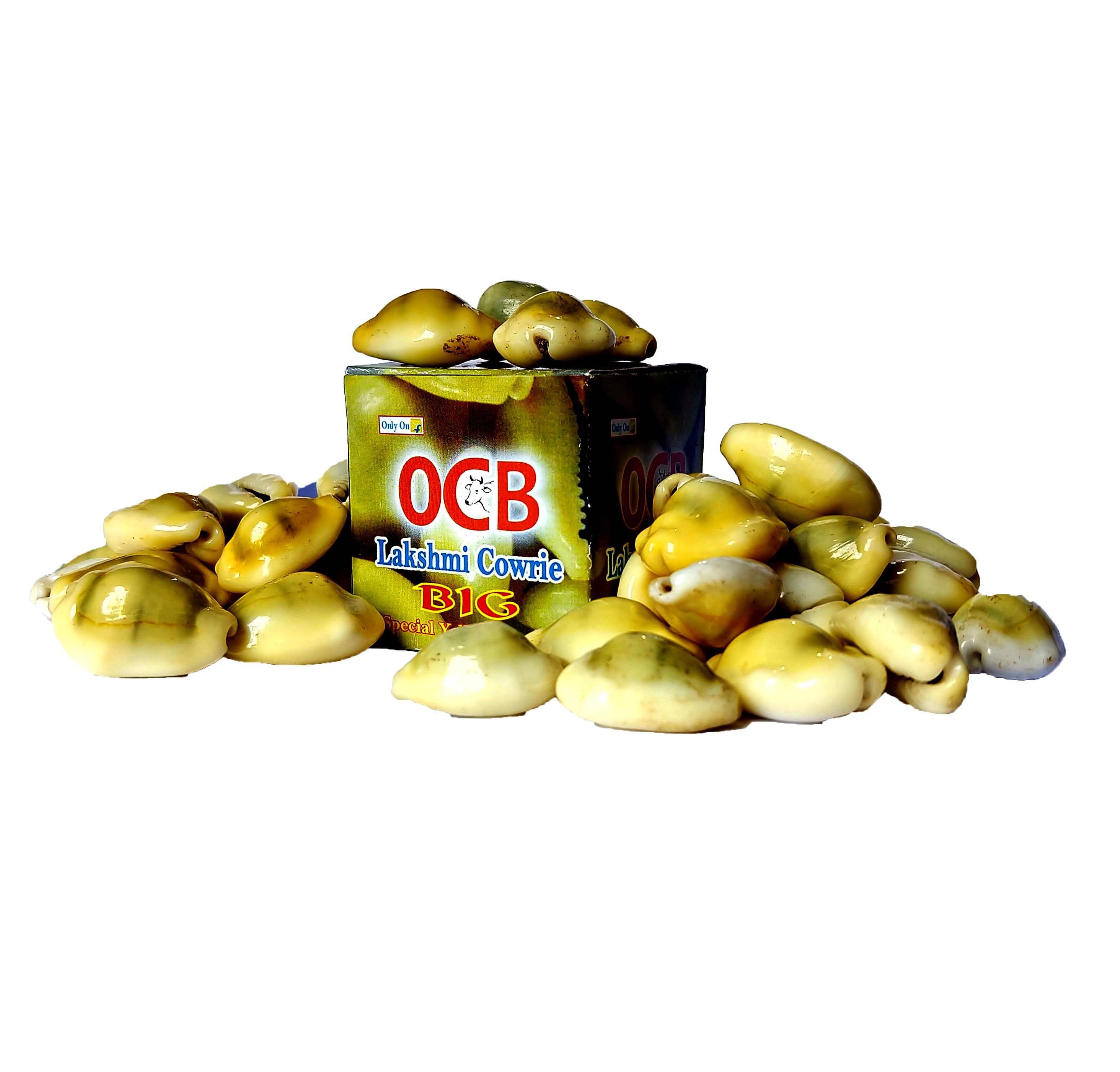     			OCB Special Yellow Lakshmi Cowrie BIG SIZE (16 Pieces)Peeli Kodi - Kauri - Kowri - Cowry - Kaudi - Cowrie - Gavvalu