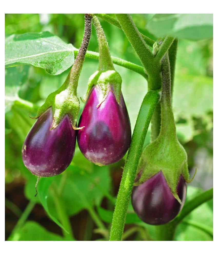 GREEN INDIA FREES PURPLE BRINJAL HYBRID 100% ORIGINAL SEEDS