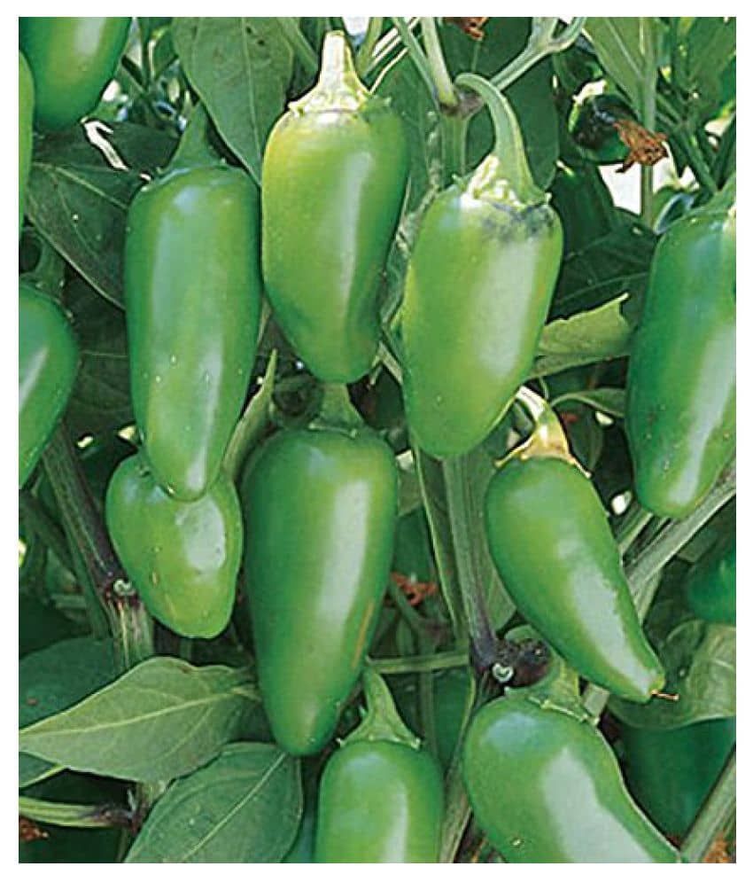 SOIL ME Pepper Jalapeno Green Seeds