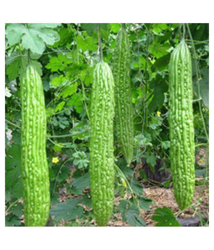 ATOZ Hybrid Long Bittergourd Seeds
