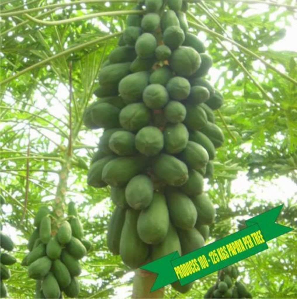     			Sun Seeds : HY. Dwarf HIGH YIELDING Papaya Produces 100-125 KGS Fruit PER Tree Pack of 20 Seeds