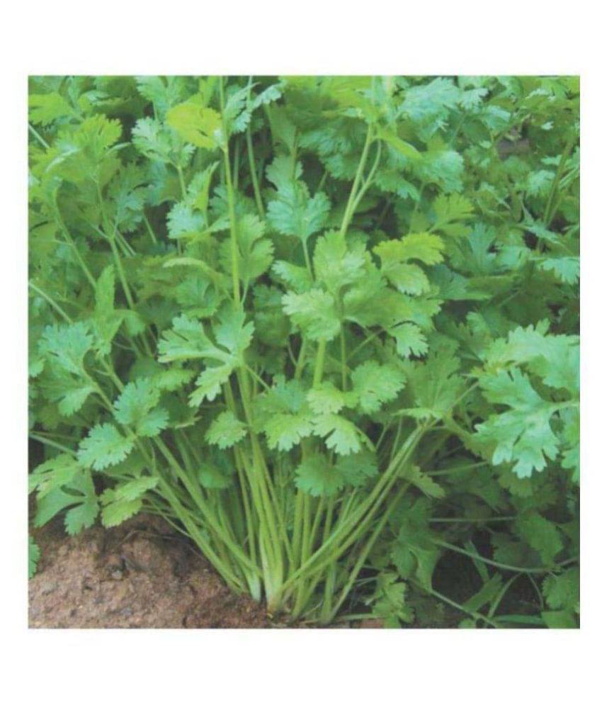     			Coriander Kalmi Variety Seeds (30 Seeds)