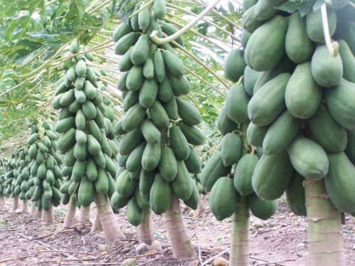 Garden Care Papaya Seeds - Dwarf Variety Huge Production Hybrid Seed-5 Pack of 50 Seeds Each