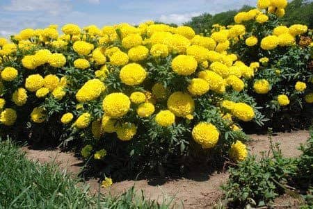 Blue Marigold Flower Seeds For Home Garden