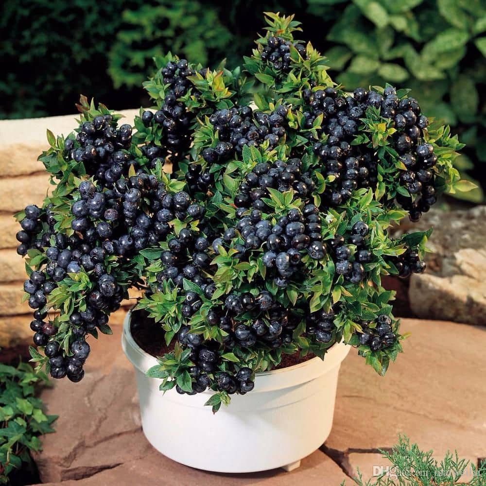 Green india 100% original bonsai fress hybrid seeds