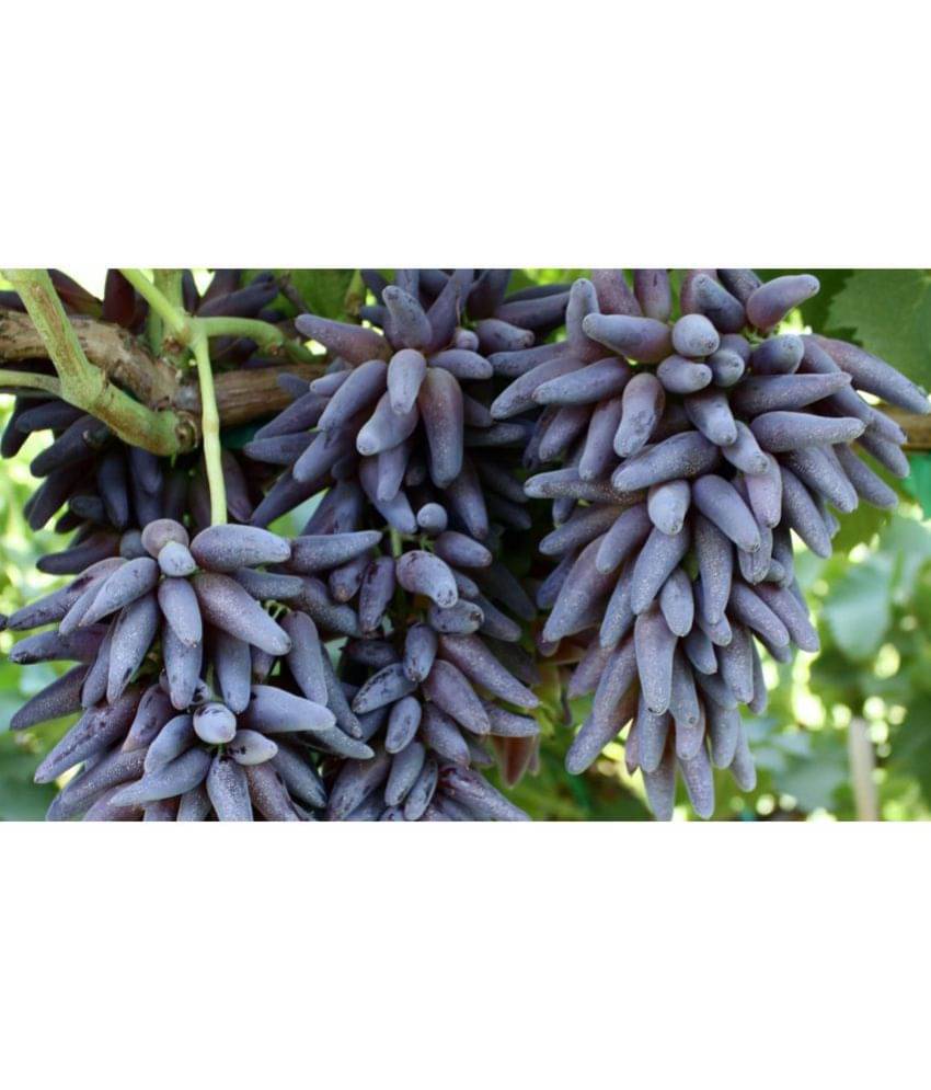     			10 Seeds Witch Finger Grape Vine Seeds Juicy Fruit Seeds