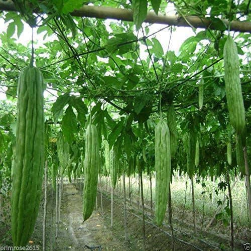 15 Seeds Hybrid Chinese Greenish White Long Bitter Gourd Vegetable Seeds Pack