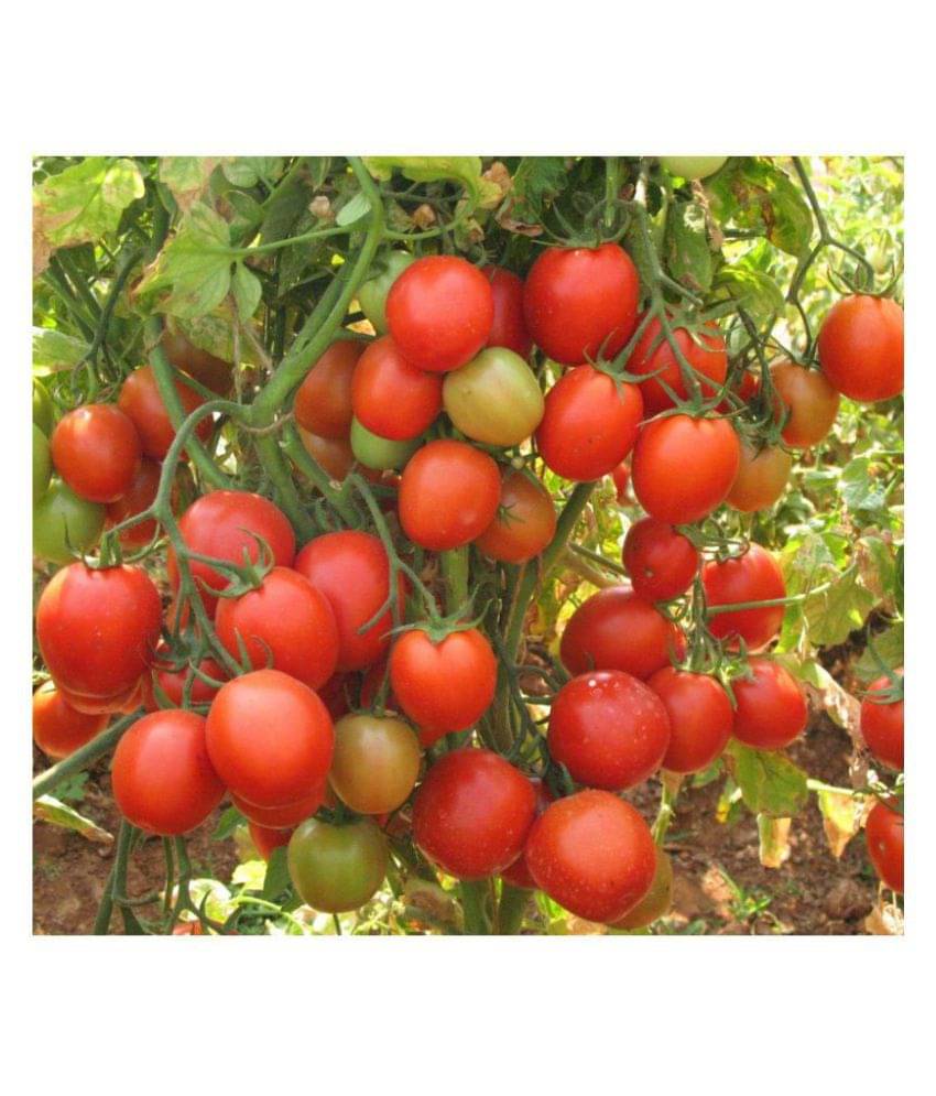     			ARKA RAKSHAK F1 HYBRID TOMATO 100 SEEDS