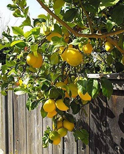     			ATOZ Fruit Seeds : Fruiting Lemon Tree Seeds Fruit Seeds For Planting Fruit Seeds Pack