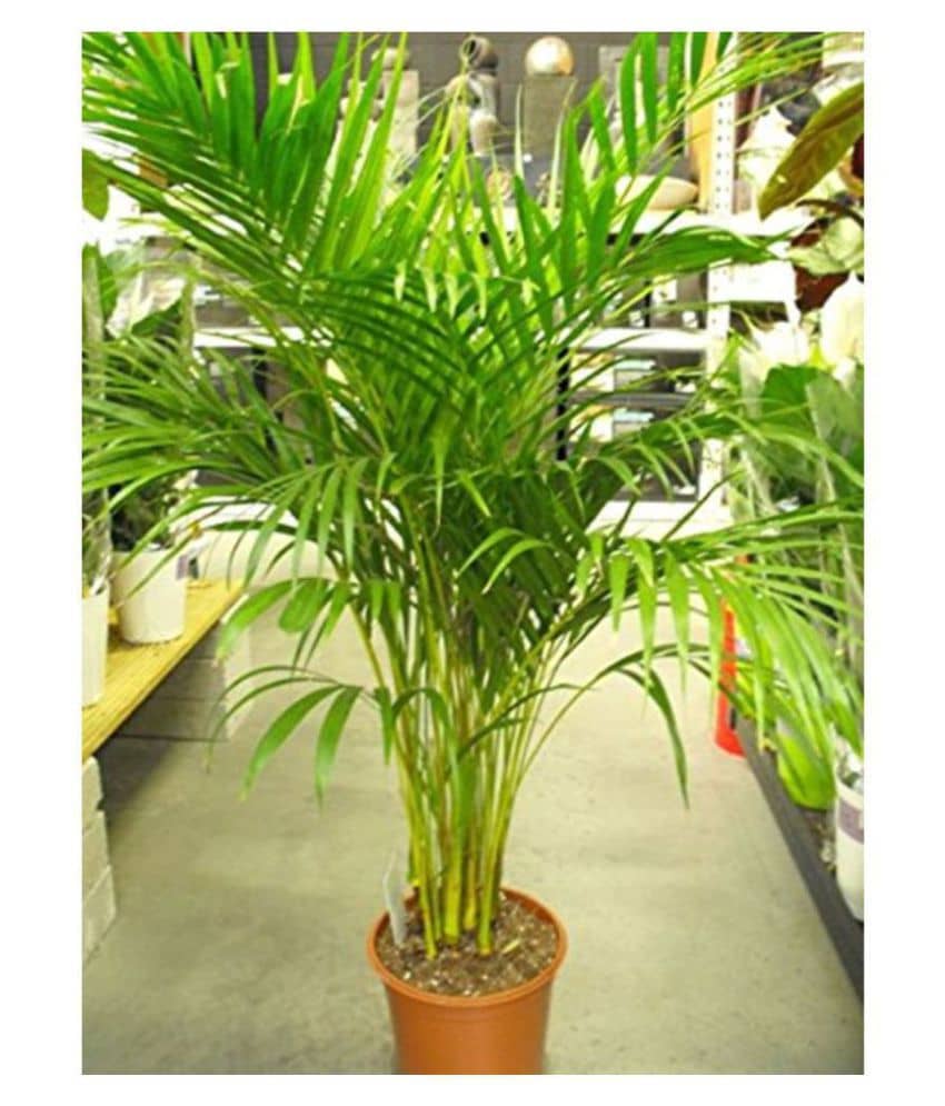Areca Palm Air Purification Indoor Tree Seeds