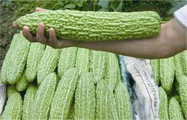     			Chinese Big Bitter Gourd Vegetable Seeds 10 Pcs Packet