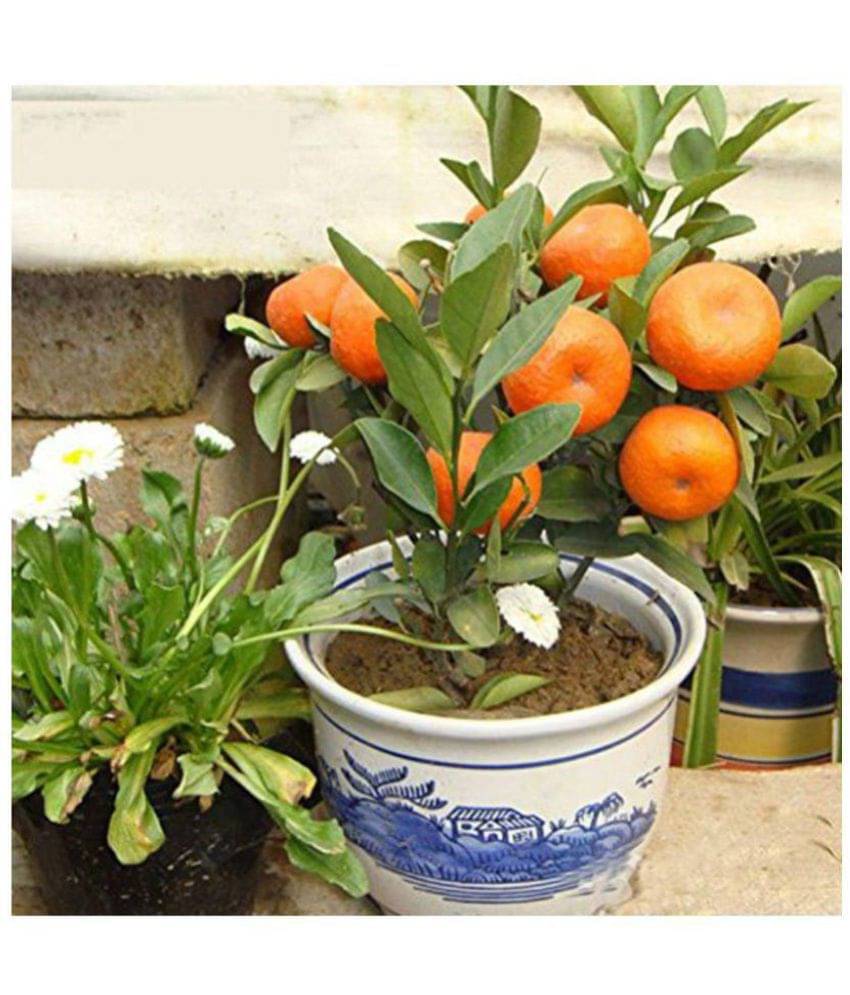 Dwarf 10Pc Delicious Fruit Potted Orange Tree Climbing Seed Sweet Orange Fruit Seeds Dwarf 10Pc Delicious Fruit Potted Orange Tree Climbing Seed Sweet Orange Fruit Seeds