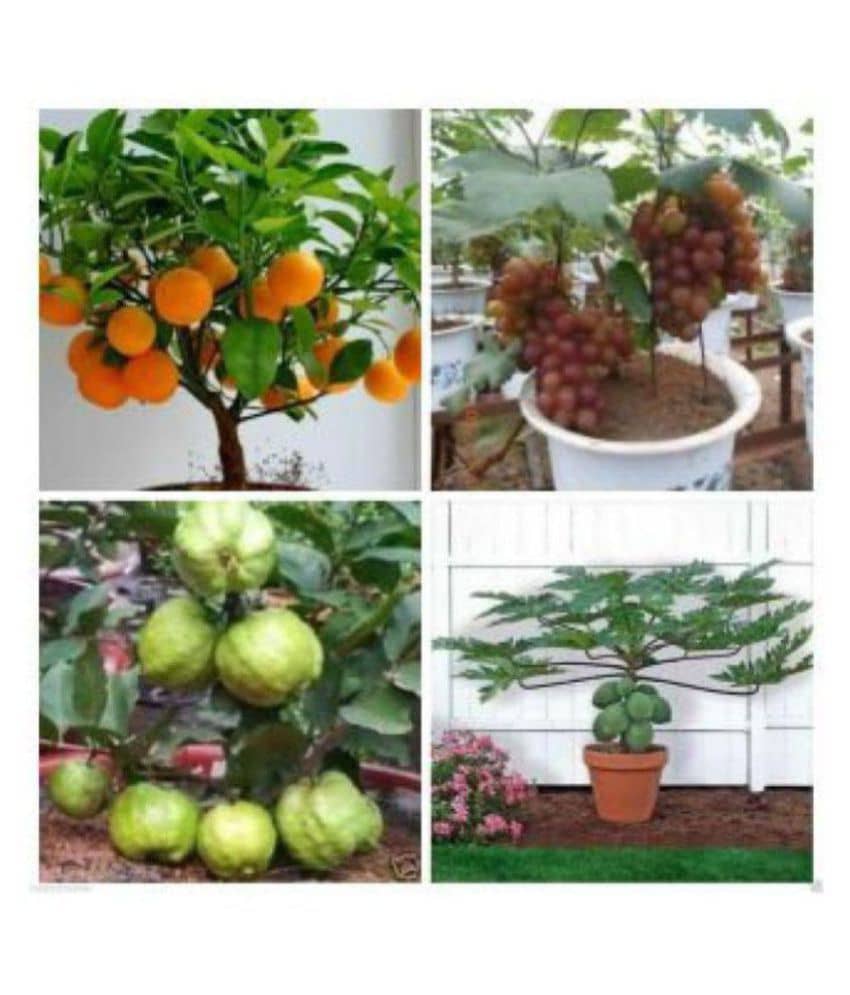 Gardens Dwarf 20 Fruit Seeds Combo (Orange, Guava, Grapes & Papaya)