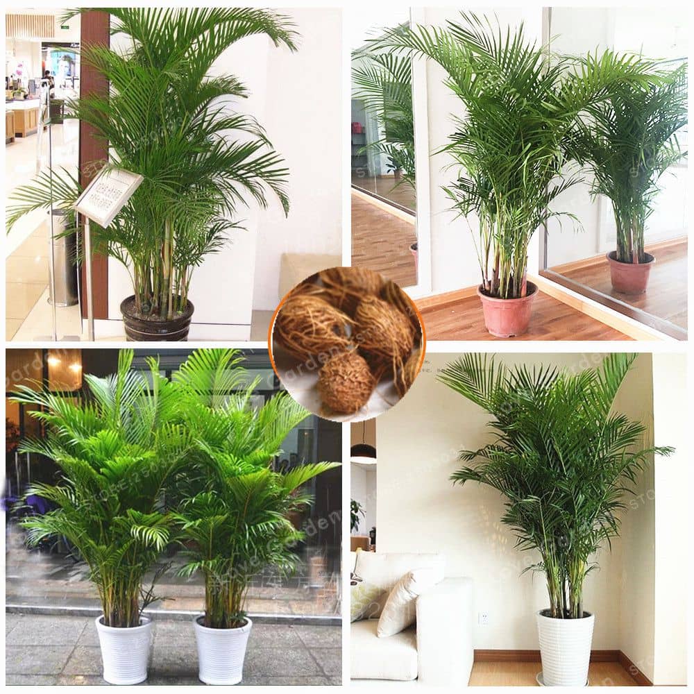 Green India 100% Original Bonsai Fress Hybrid Seeds