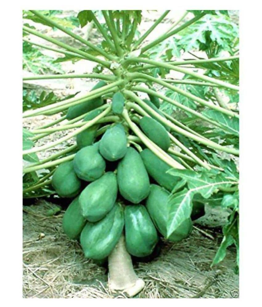 Paudha PAPAYA Pure Seed ( Pack of 50 ) *Read Description