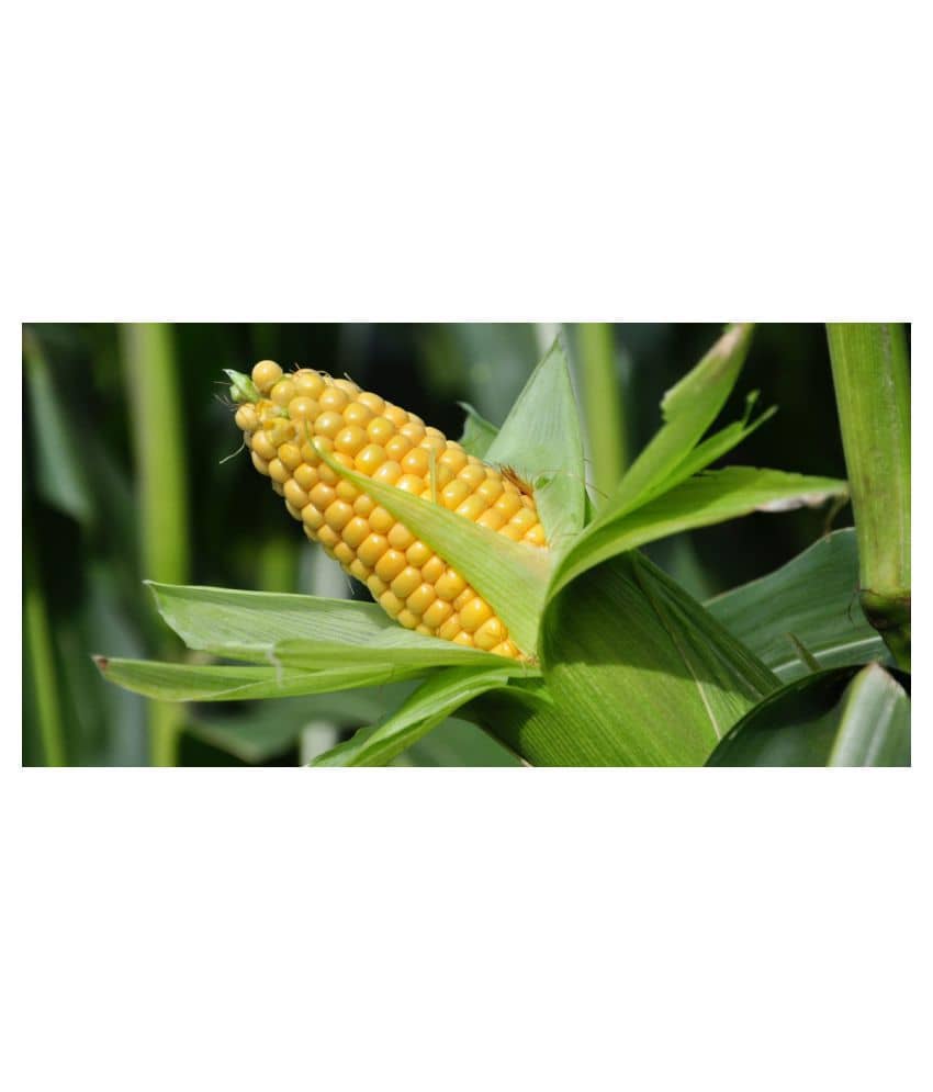 SWEET CORN SEEDS 50 SEEDS