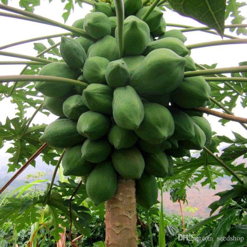     			hn organic papaya seed - 50