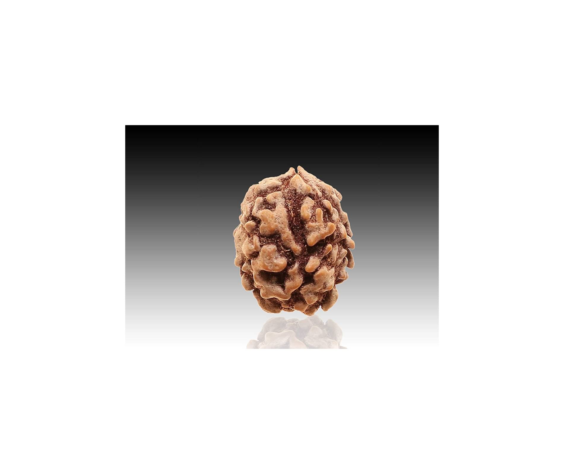2 mukhi rudraksha original with certified / 2 face himalya rudraksha / 2 faced rudraksha 2 mukhi rudraksha original with certified / 2 face himalya rudraksha / 2 faced rudraksha