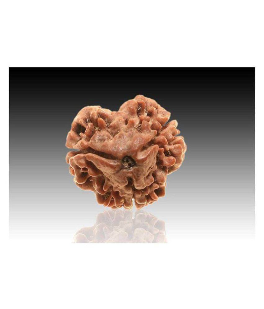 3 mukhi nepali rudraksha \ 3 faced Rudraksha 100% original Lab certified 3 face mukhi Nepali beads / Almighty Genuine Rudraksha by RUDRA DIVINE / guaranty of Originality 3 mukhi nepali rudraksha \ 3 faced Rudraksha 100% original Lab certified 3 face mukhi Nepali beads / Almighty Genuine Rudraksha by RUDRA DIVINE / guaranty of Originality