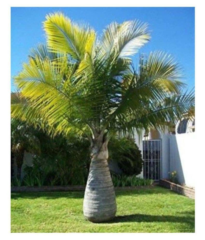 Bottle Palm Seeds - Pack of 10 Seeds