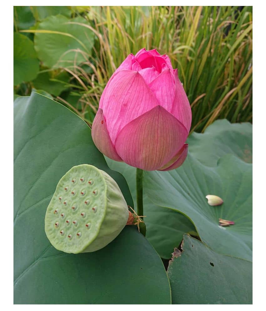 Lotus Flower Seeds