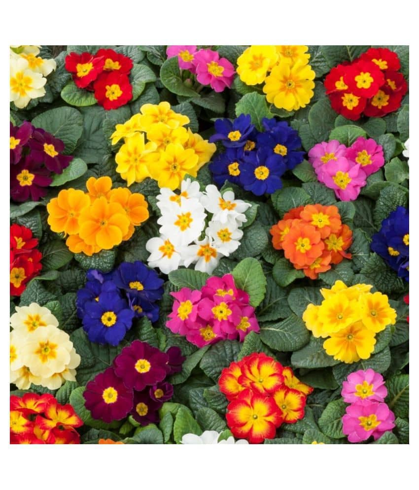 Rambo Primrose Mixed Flower Hybrid Seeds