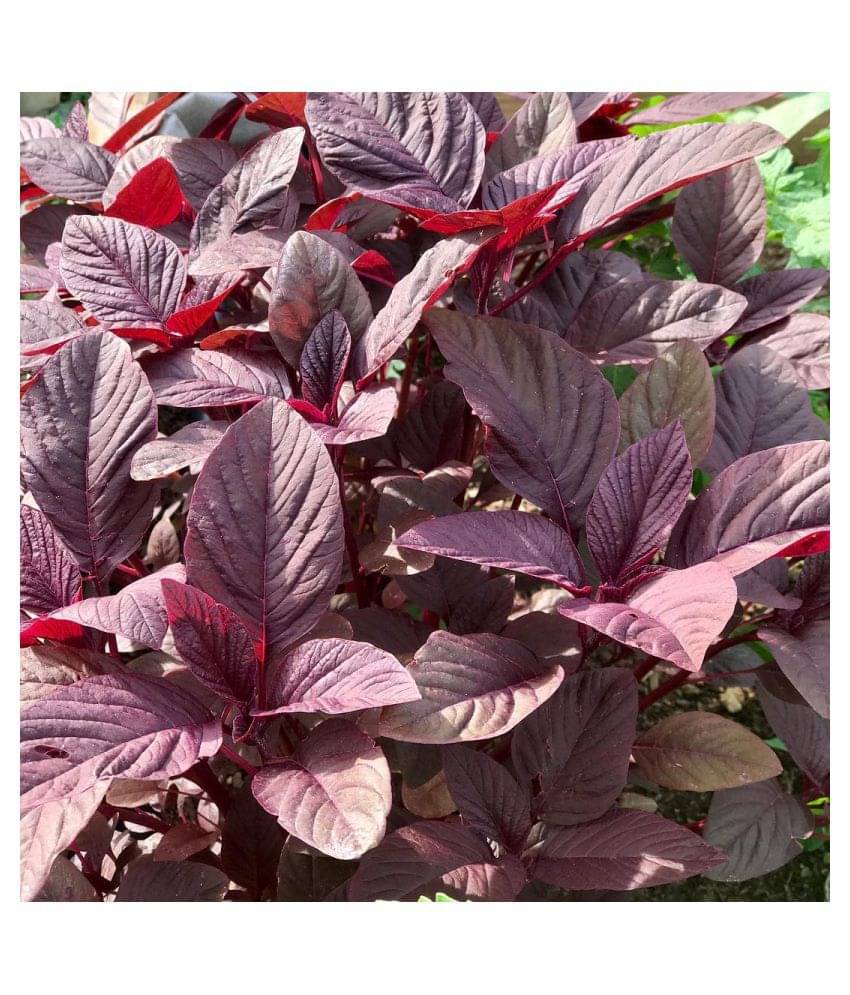     			FLARE SEEDS Red Spinach Vegetables Hybrid Seeds - 200 Seeds Pack