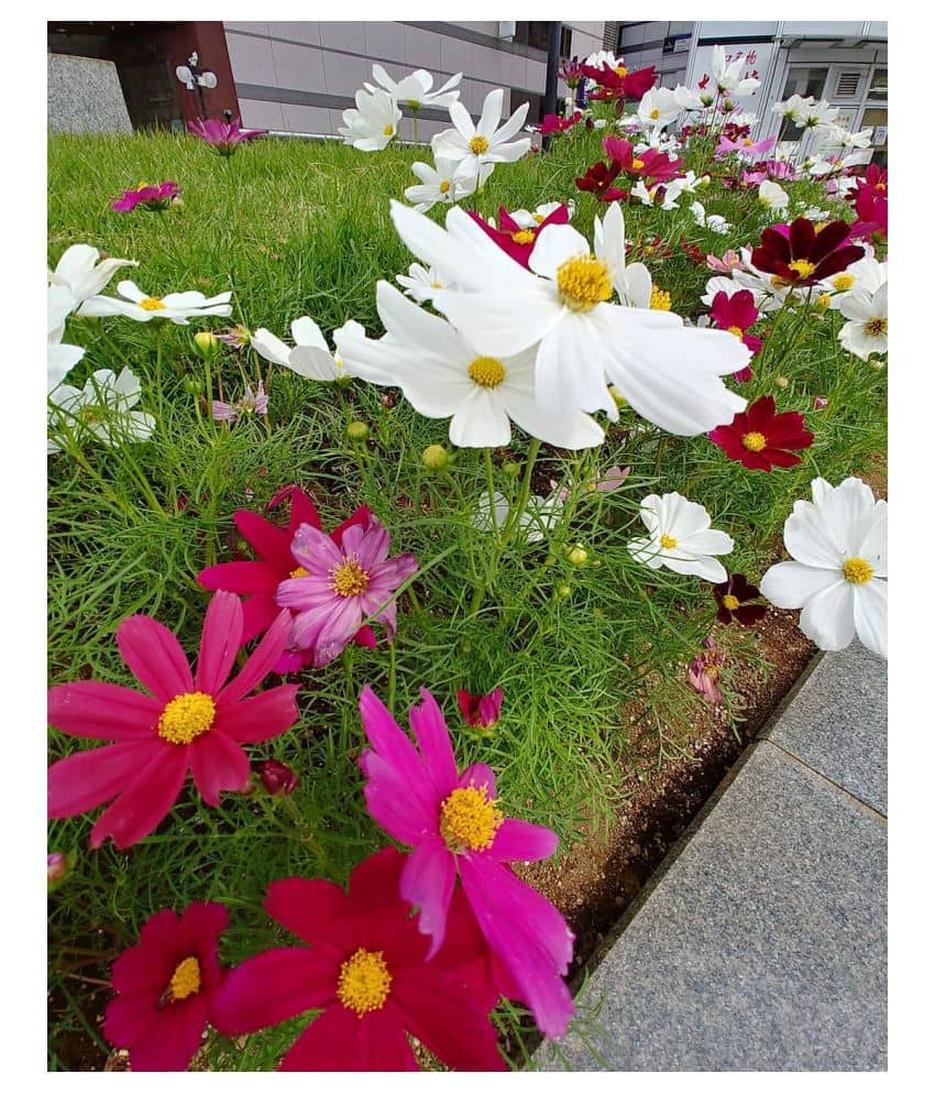 Cosmos Mixed Winter Flower Seeds Pack Of 30