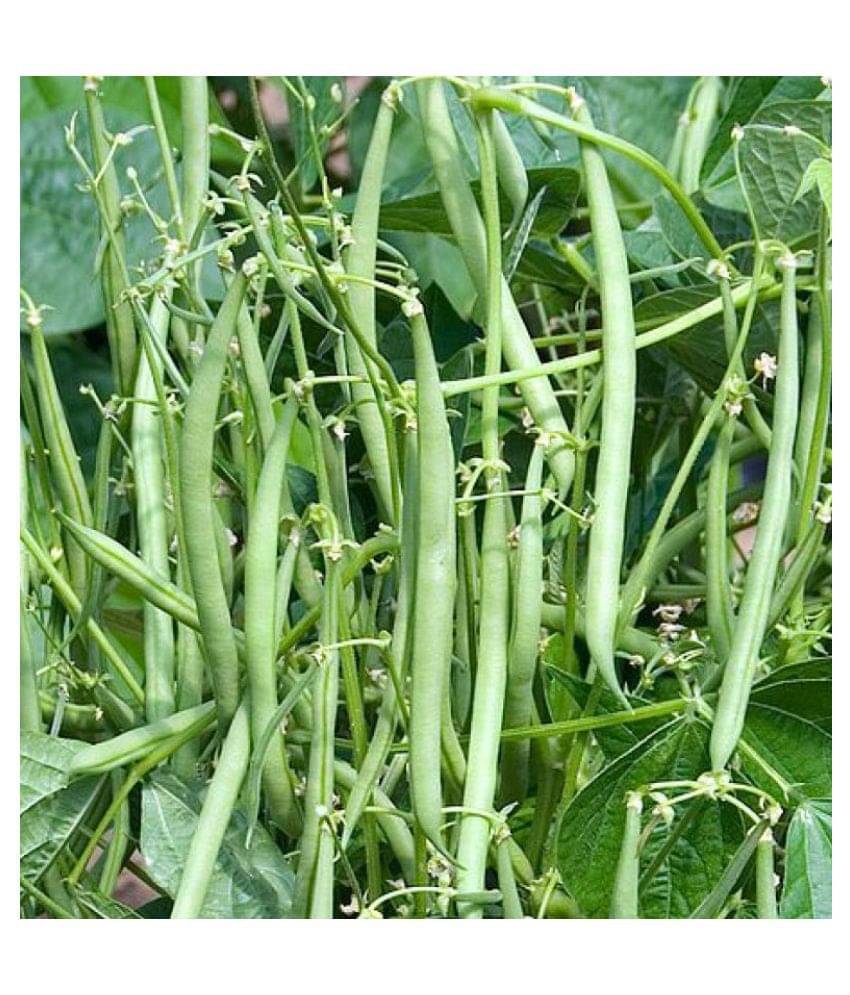     			Fresh Green Beans F1 Hybrid Seeds | Pack of 50 seeds