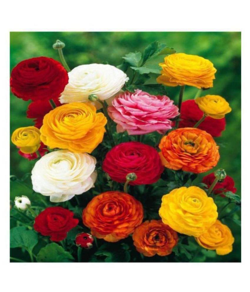     			Matrix Ranunculus Asiaticus Flower Seeds