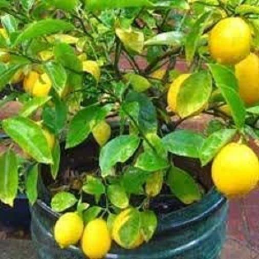 TSY AGENCIES, Lalus Farm 20 seeds Hybrid Kagzi Lemon Dwarf Variety