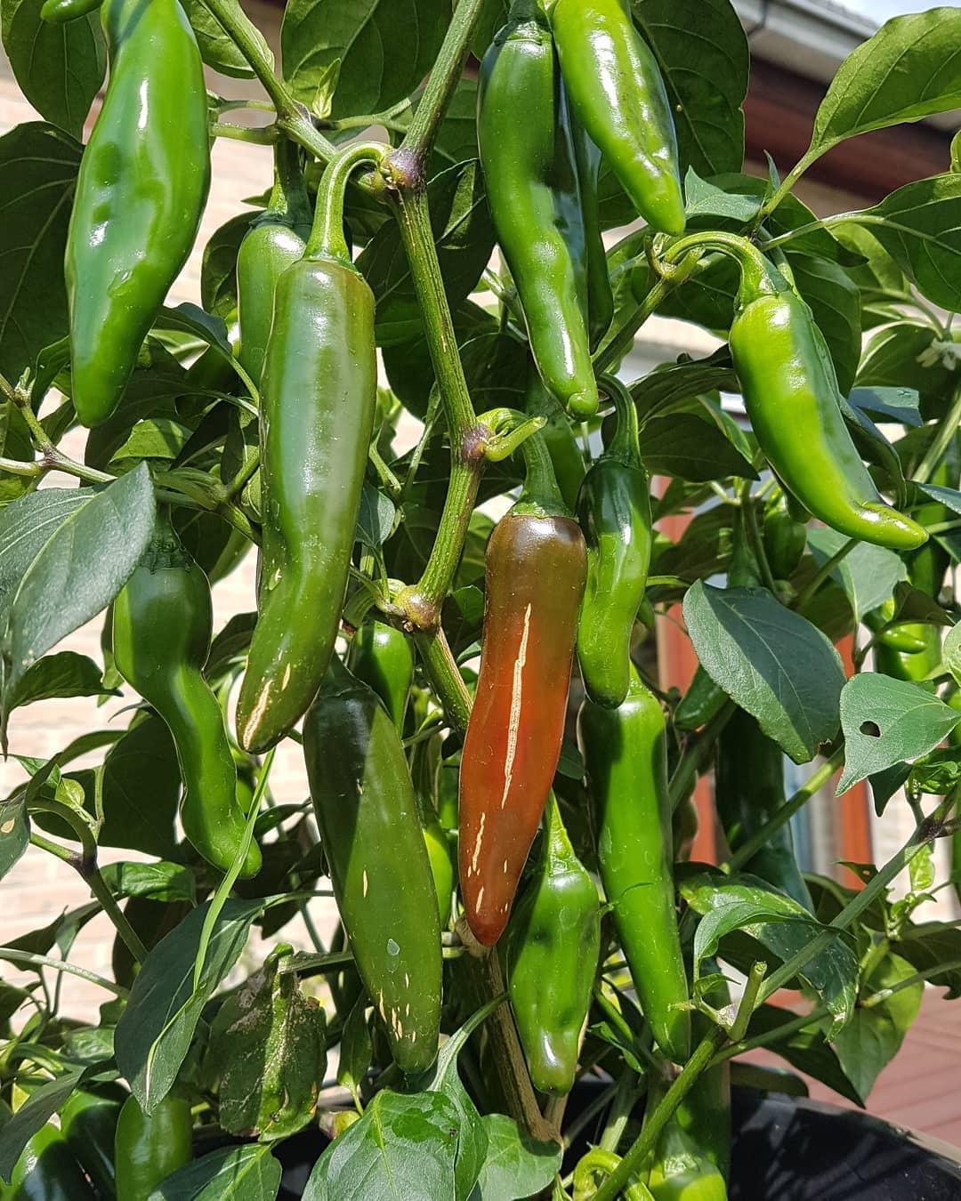 FLARE SEEDS Chilli Vegetable Plant Seeds Pack Of 100 Hybrid Seeds