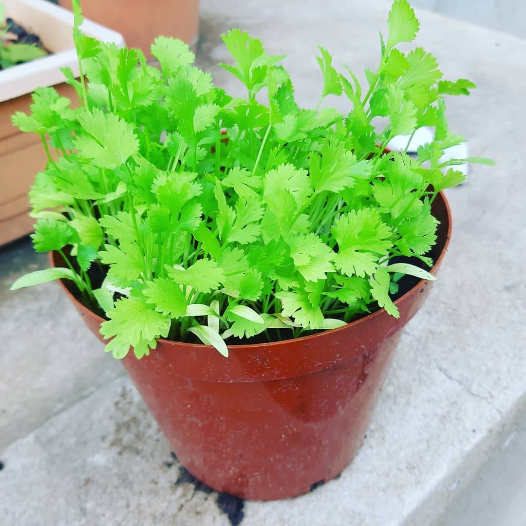 FLARE SEEDS Coriander Seeds - 100 Seeds Pack FLARE SEEDS Coriander Seeds - 100 Seeds Pack