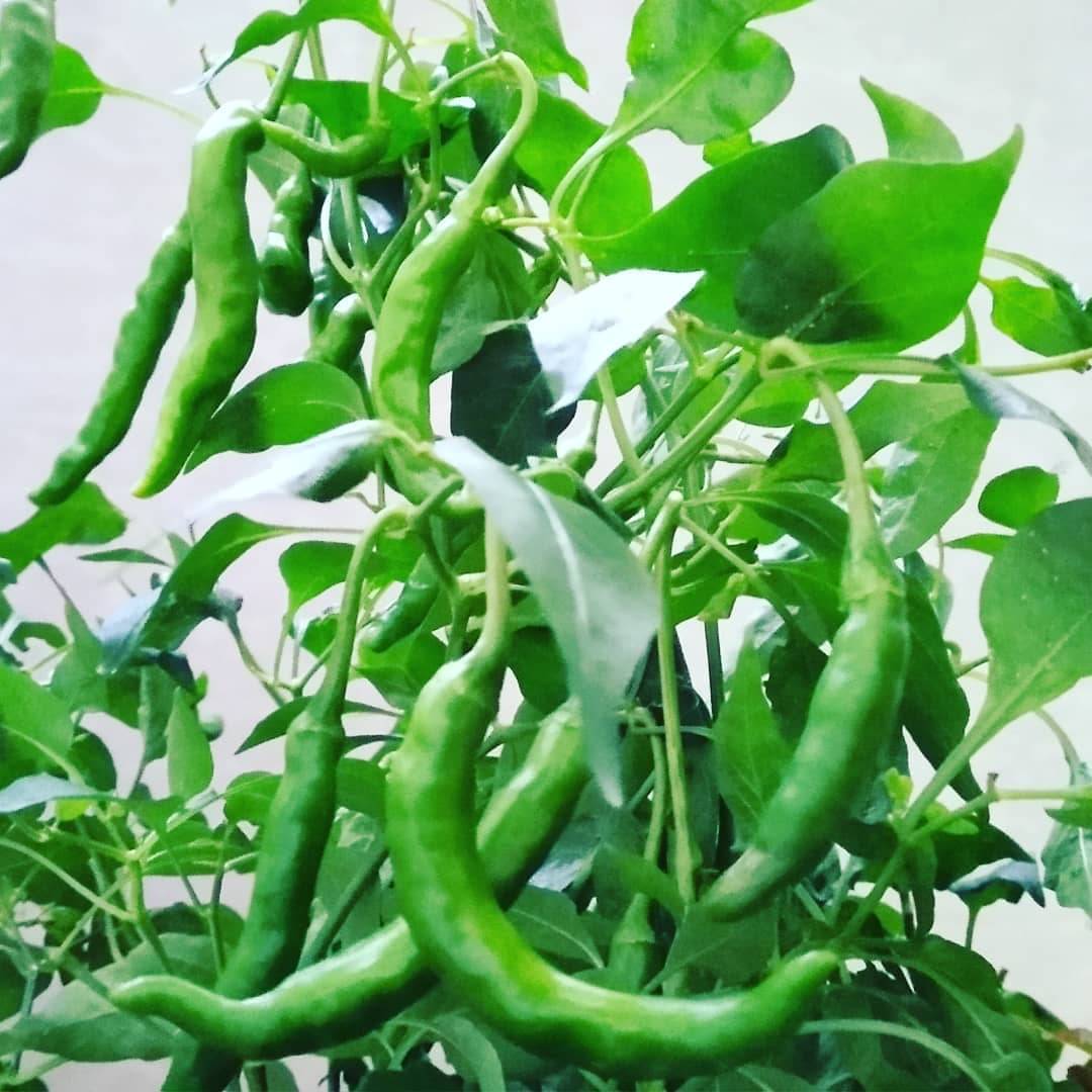 FLARE SEEDS F1 Hybrid Oraganic Chilli Pepper Seeds - 100 Seeds Pack FLARE SEEDS F1 Hybrid Oraganic Chilli Pepper Seeds - 100 Seeds Pack