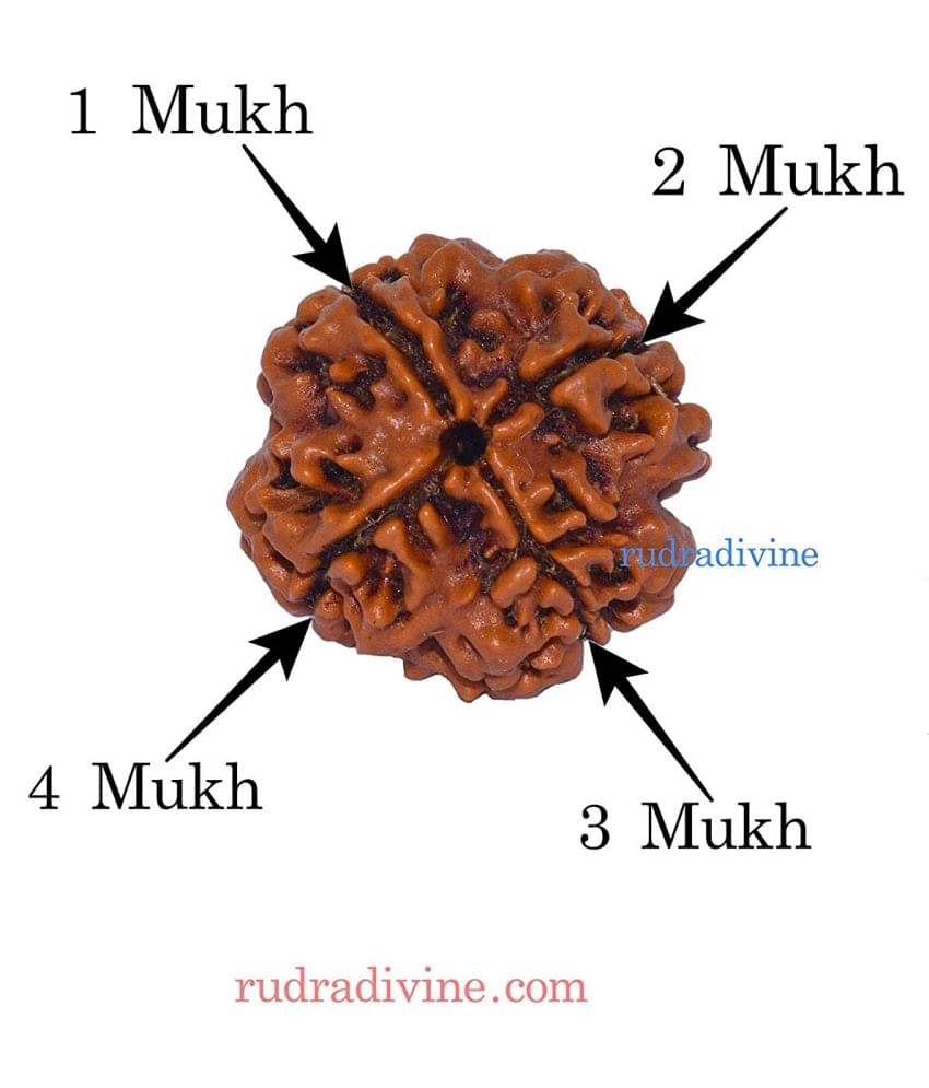     			RUDRA DIVINE Rudraksha Pack of 1