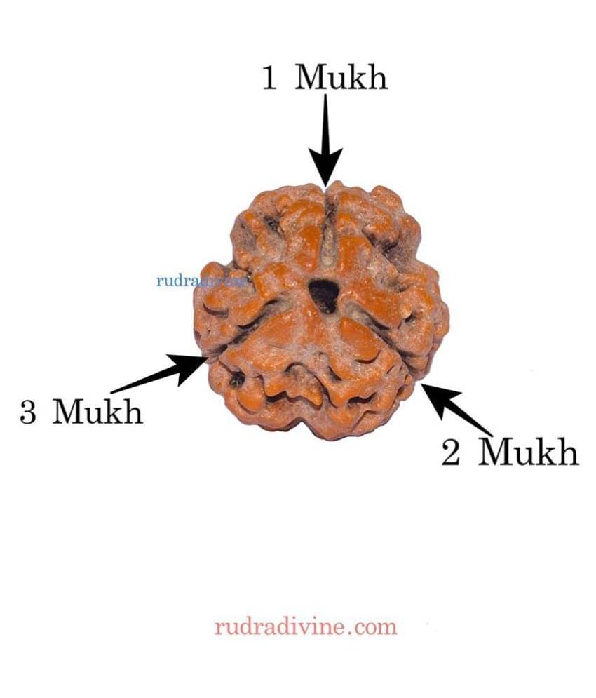     			RUDRA DIVINE Rudraksha Pack of 1