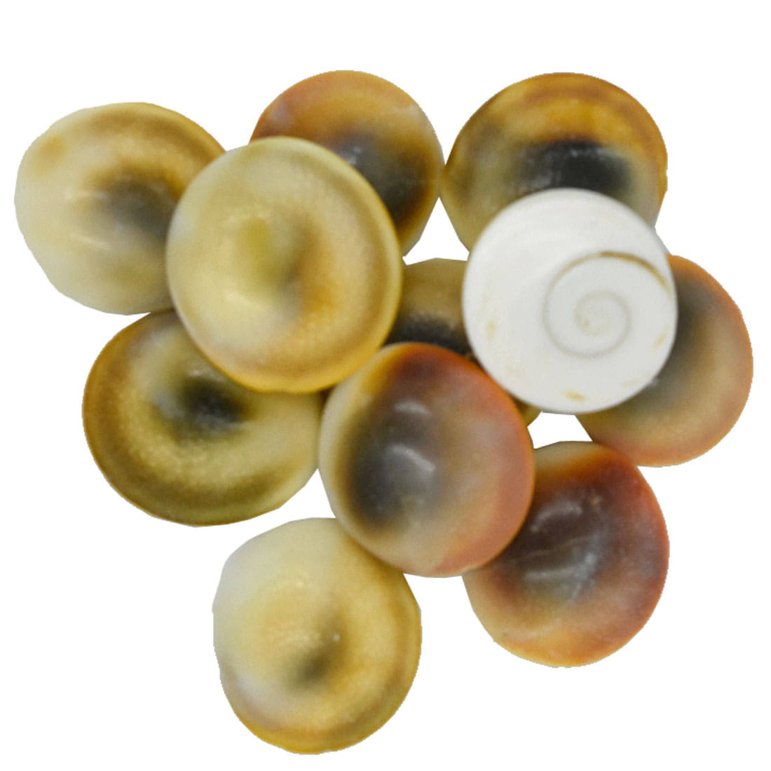     			Gomati Chakra Set of 11 Off White |Puja Samagri for Goddess Laxmi  (2 x 2 cm)