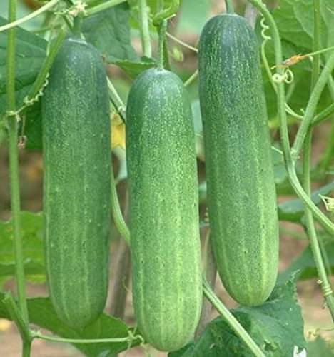     			Kraft Seeds Cucumber F1 Hybrid Seeds