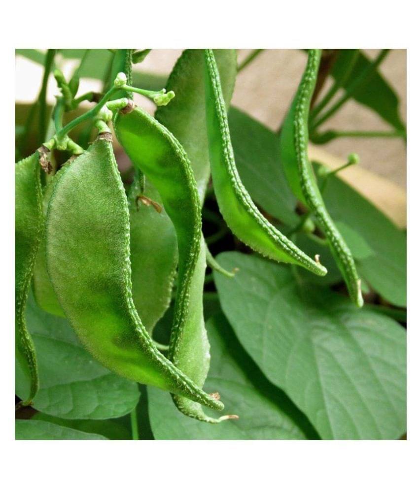     			BS SEEDS Chedi Avarai Lablab Purpureus,Hyacinth,Dolichos Bean,Chedi Avarai (20 Seeds)