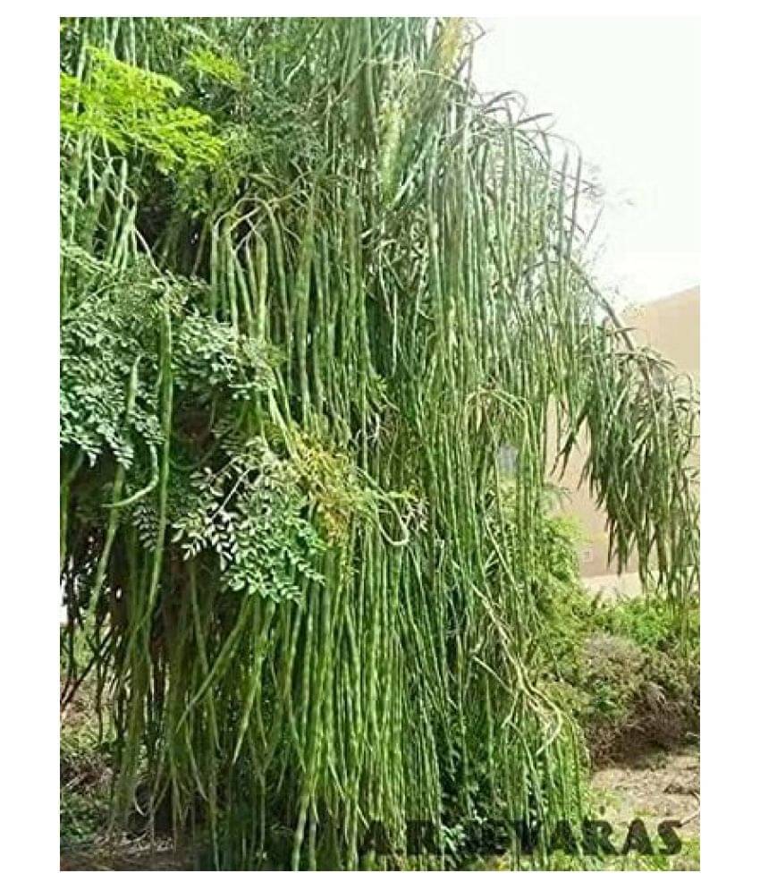     			BS SEEDS Drum Stick-Moringa,Murangai, Saijan Ki Phalli,Saragavo (15 Seeds)