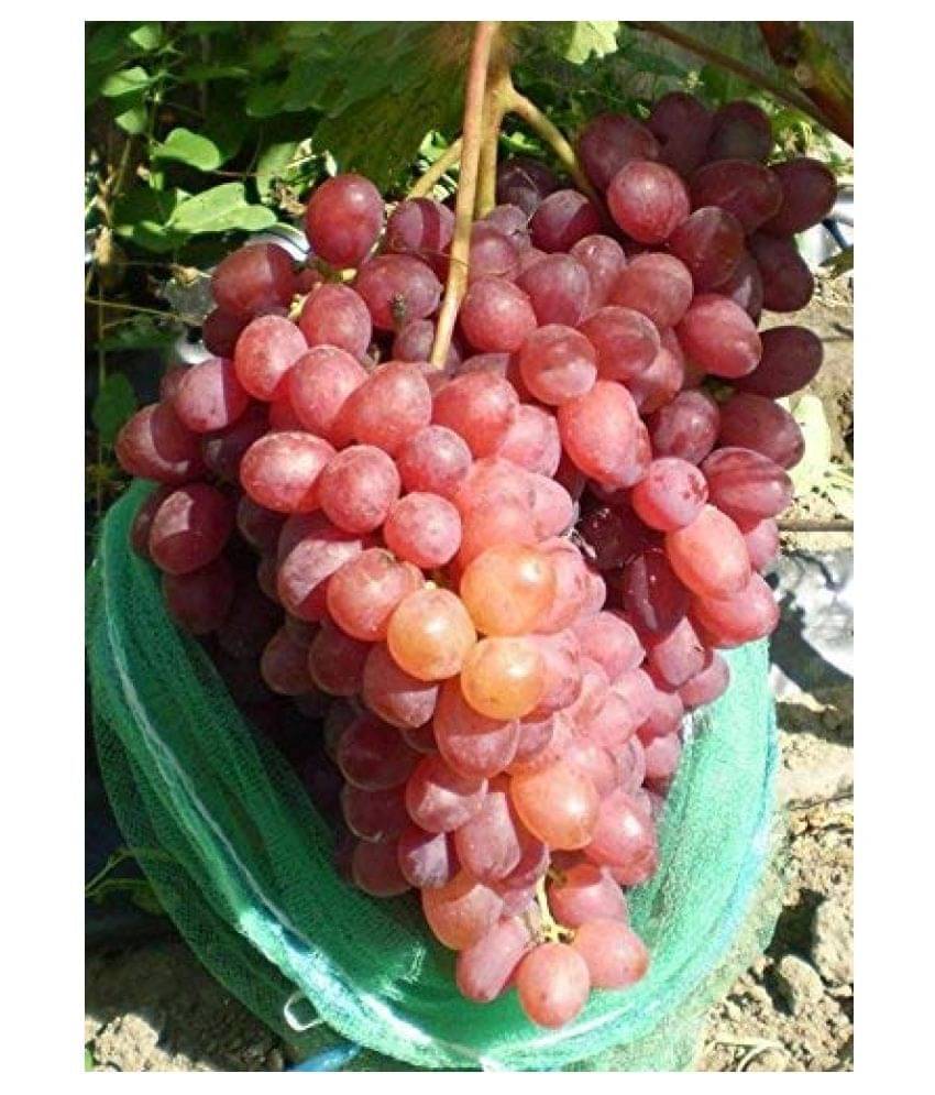     			BS SEEDS Sweet Manicure Finger Grapes Professional Seed Set (Pack of 15)