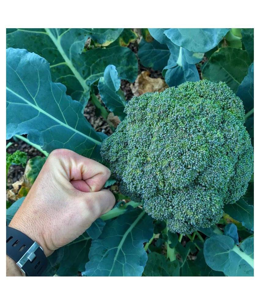 Broccoli Vegetable F1 Hybrid Seeds -100 Seeds Pack Broccoli Vegetable F1 Hybrid Seeds -100 Seeds Pack