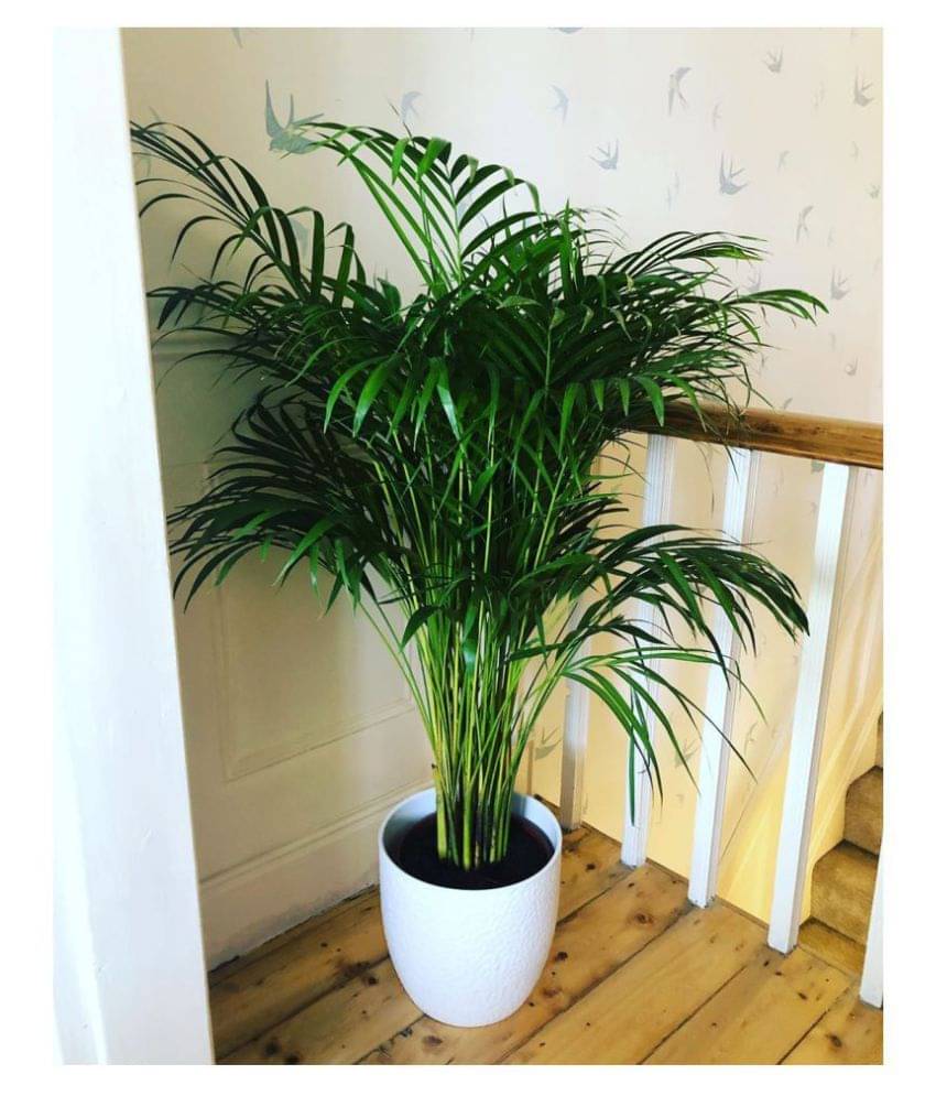     			FLARE SEEDS Areca Palm Seeds Pack Of 10