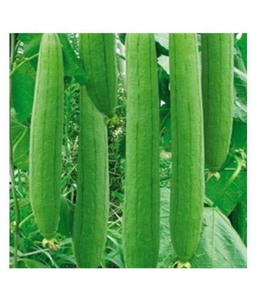     			preji Gardens Rare imported F1 hybrid sponge Gourd Seeds 20 seeds