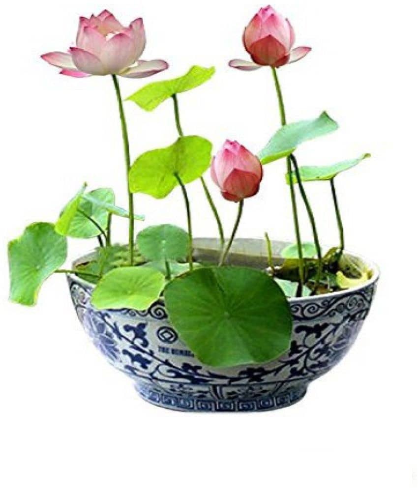 Virkart lotus flowers seeds for home gardening and laxmi pooja