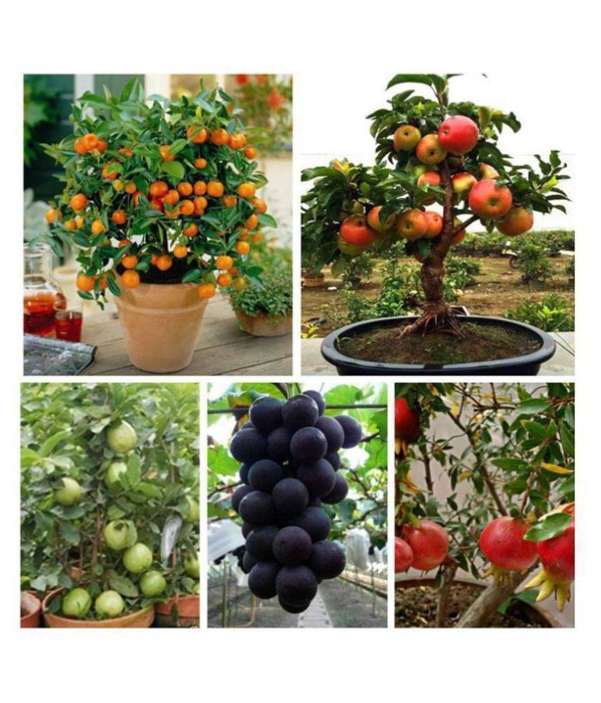 Dwarf Fruits Seeds Mega Combo of - Apple, Lemon, Grapes, Pomegranate & Guava 10 Seeds Eachuava 10 Seeds Each Dwarf Fruits Seeds Mega Combo of - Apple, Lemon, Grapes, Pomegranate & Guava 10 Seeds Eachuava 10 Seeds Each