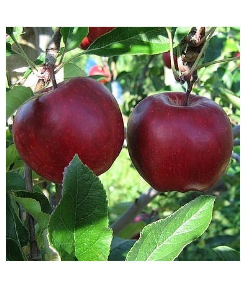 FLARE SEEDS Bonsai Fruit Seeds Apple Plant Pack of 20