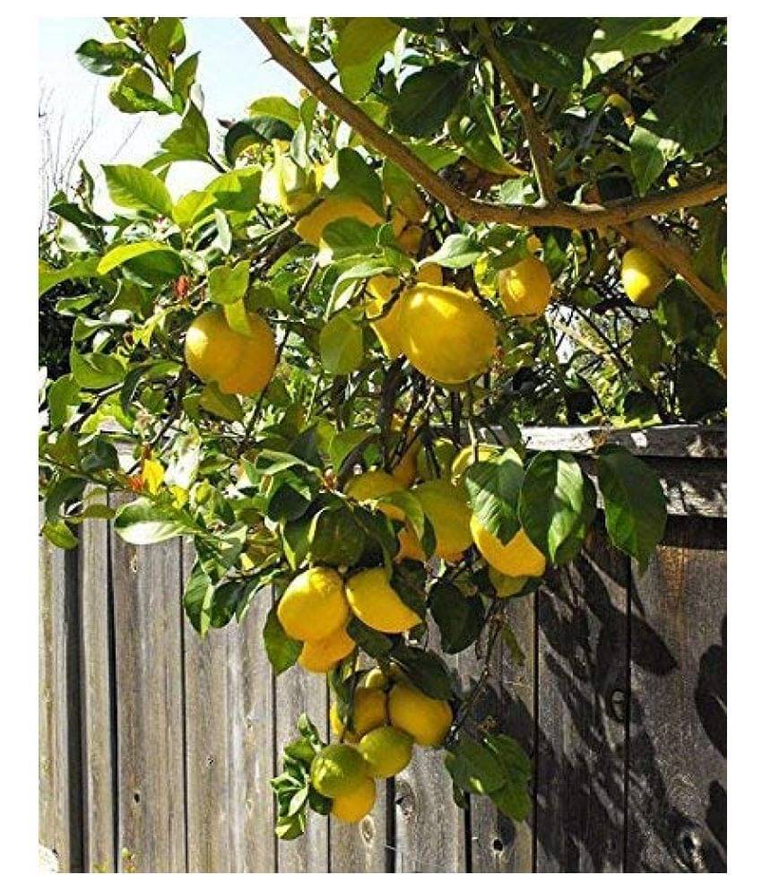     			BS SEEDS Fruiting Lemon Tree Seeds Fruit Seeds For Planting Fruit Seeds Pack